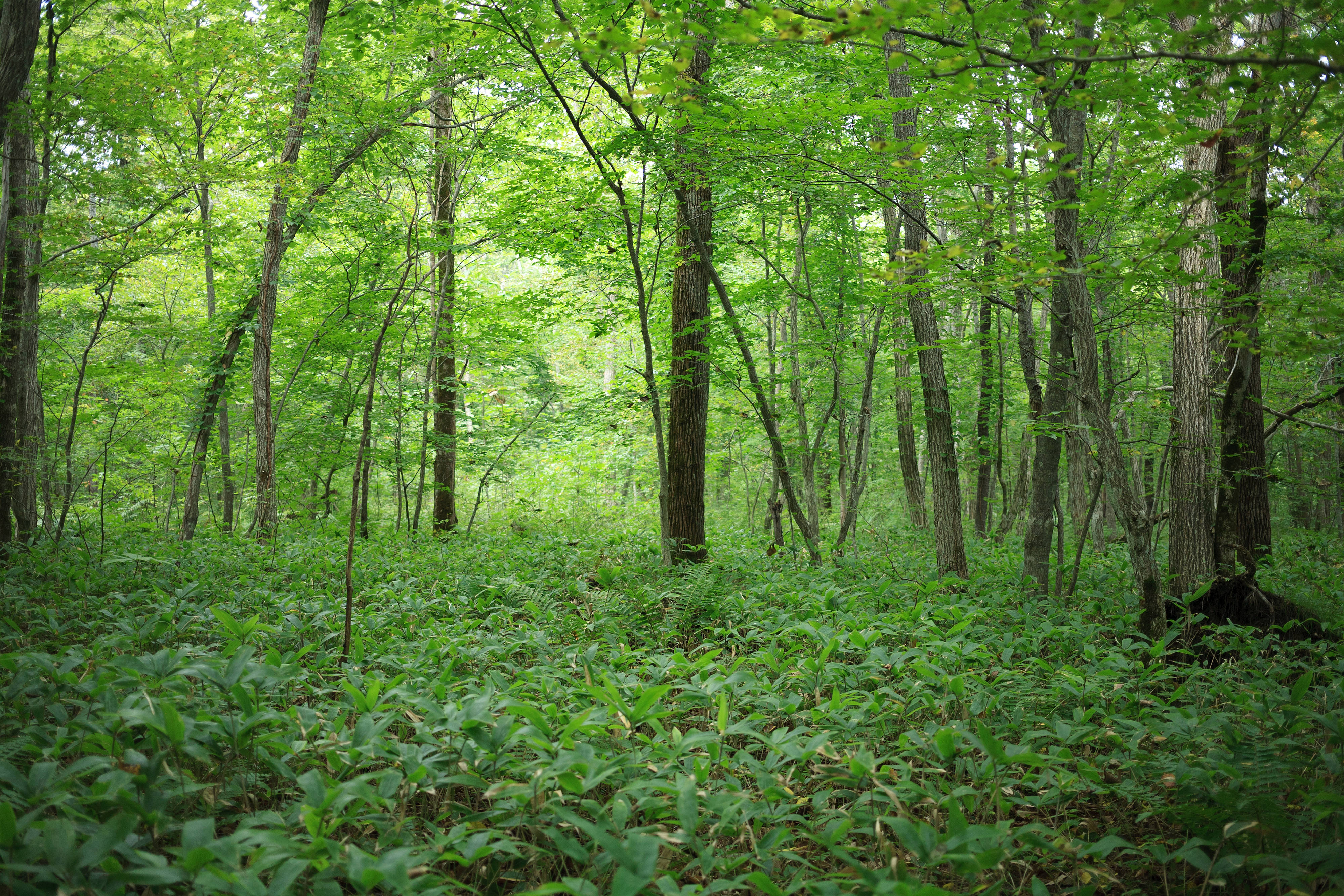 サスティナビリティ ｜ 滝澤ベニヤ株式会社